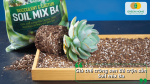 Giá thể Soil Mix Ba được sử dụng để trồng sen đá, hỗ trợ bộ rễ thông thoáng và hạn chế tình trạng úng nước.