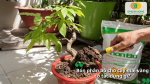 Bón phân bò cho cây mai vàng giúp bổ sung dinh dưỡng hữu cơ và hỗ trợ cây sinh trưởng khỏe mạnh.