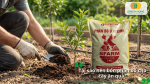 Vì sao nên bón phân bò cho cây ăn quả và những lợi ích của phân hữu cơ đối với quá trình sinh trưởng.