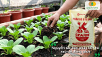 Nguyên tắc bón phân bò cho rau cải đúng cách, từ liều lượng đến thời điểm bón phù hợp cho cây.