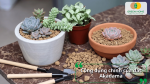 Công dụng chính của đất Akadama trong trồng cây, đặc biệt phù hợp với sen đá, bonsai và các loại cây cần giá thể thoáng.