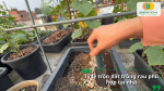 Tỷ lệ trộn đất trồng rau phù hợp tại nhà giúp đất thông thoáng, giữ ẩm tốt và cung cấp dinh dưỡng cho cây.