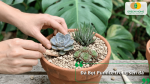 Đá bọt Pumice là loại giá thể trồng sen đá có cấu trúc nhiều lỗ rỗng, giúp tăng độ thoáng và khả năng thoát nước.