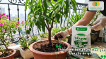 Thời điểm bón phân trùn quế cho cây ăn quả phù hợp giúp cây phát triển và duy trì dinh dưỡng.