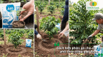 Cách bón phân gà cho cây cà phê theo từng giai đoạn sinh trưởng và phát triển của cây.