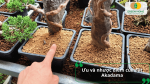 Ưu và nhược điểm của đất Akadama khi sử dụng làm giá thể trồng cây, bonsai và các loại cây cảnh.
