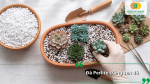 Đá Perlite được sử dụng trong giá thể trồng sen đá, giúp đất tơi xốp, tăng độ thông thoáng và hạn chế đọng nước.