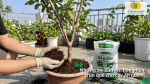 Những sai lầm khi bón phân trùn quế cho cây ăn quả cần tránh để hạn chế ảnh hưởng đến cây.