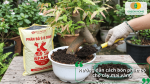 Hướng dẫn cách bón phân bò cho cây mai vàng đúng kỹ thuật, phù hợp với cây trồng chậu và từng giai đoạn phát triển.