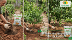 Thời điểm nên bón phân bò cho cây ăn trái theo từng giai đoạn sinh trưởng và phát triển của cây.