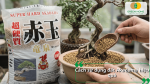 Cách sử dụng đất Akadama hiệu quả cho cây cảnh với hình ảnh rải hạt Akadama quanh gốc bonsai trong chậu.