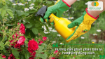 Hướng dẫn phun phân bón lá hoa hồng đúng cách, giúp dưỡng cây và hoa phát triển tốt.