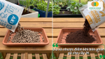 Ưu và nhược điểm khi bón phân gà cho cây ớt, giúp lựa chọn và sử dụng phân phù hợp.