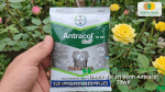 Thuốc đặc trị bệnh Antracol 70WP hỗ trợ phòng và xử lý nấm bệnh trên hoa hồng