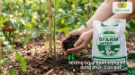 Những lưu ý quan trọng khi sử dụng phân trùn quế cho cà chua để bón đúng cách