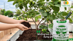 Những lưu ý quan trọng khi sử dụng phân trùn quế cho cây ăn quả để bón phân đúng cách.