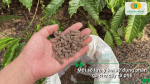 Một số lưu ý khi sử dụng phân gà cho cây cà phê để đảm bảo hiệu quả trong quá trình chăm sóc.