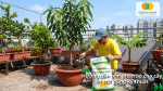 Hướng dẫn bón phân bò cho cây ăn trái đúng kỹ thuật, từ cách rải phân đến chăm sóc đất sau khi bón.
