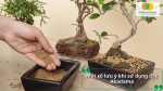 Một số lưu ý khi sử dụng đất Akadama để lựa chọn kích thước hạt và phối trộn giá thể phù hợp cho cây.