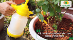 Kỹ thuật bón phân lá cho hoa hồng trồng chậu, phù hợp với nhu cầu dinh dưỡng của cây.