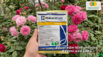 Đặc trị nấm bệnh phổ rộng Ridomil Gold 68WG cho cây hoa hồng