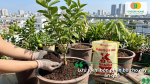 Lưu ý khi bón phân bò cho cây ăn quả để sử dụng đúng cách và hạn chế ảnh hưởng đến cây.