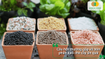 Câu hỏi thường gặp về bón phân Kali cho cây ăn quả và cách sử dụng phân phù hợp.