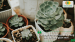 Kinh nghiệm chọn giá thể trồng sen đá dựa trên độ tơi xốp, khả năng thoát nước và đặc điểm sinh trưởng của cây.