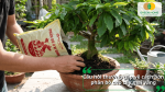 Câu hỏi thường gặp về cách bón phân bò cho cây mai vàng và những lưu ý khi sử dụng phân hữu cơ cho cây.