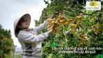 Câu hỏi thường gặp về cách bón phân bò cho cây ăn quả và những vấn đề cần lưu ý khi sử dụng.