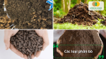 Các loại phân bò phổ biến gồm phân bò đã qua xử lý và phân bò ủ vi sinh, phù hợp cho nhiều nhu cầu chăm sóc cây.